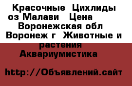 Красочные  Цихлиды оз.Малави › Цена ­ 100 - Воронежская обл., Воронеж г. Животные и растения » Аквариумистика   